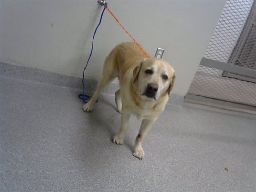 LOGAN - Labrador Retriever available for adoption
