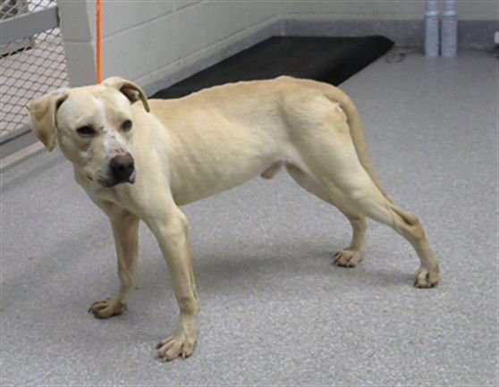 LATTE - Labrador Retriever available for adoption