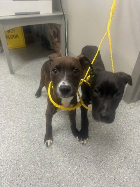 BERT - American Pit Bull Terrier available for adoption