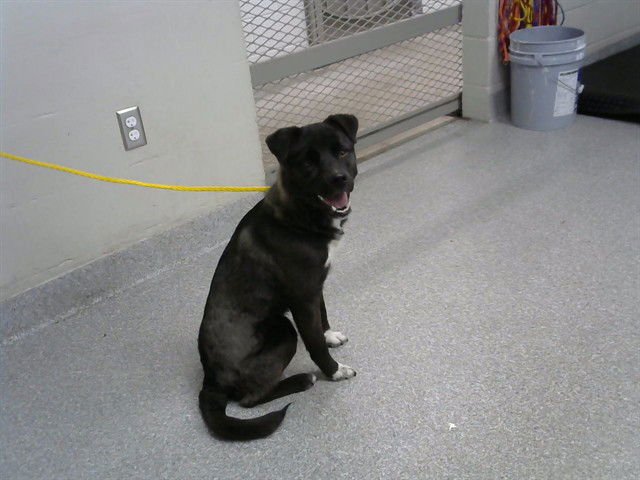 TIMOTHY - Labrador Retriever available for adoption