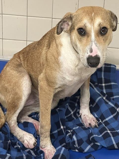 SOPHIE - Catahoula Leopard Dog available for adoption