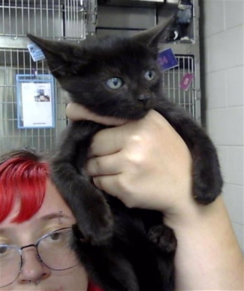 A186894 - Domestic Short Hair available for adoption