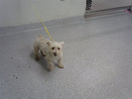 A187744 - Poodle (Miniature) available for adoption