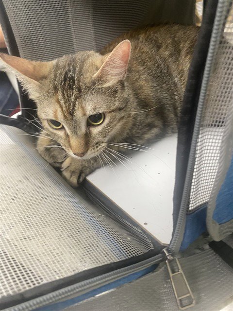 CALLIE - Domestic Short Hair for adoption in Pasadena