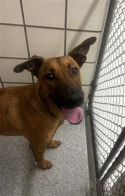 REBEL - Labrador Retriever available for adoption