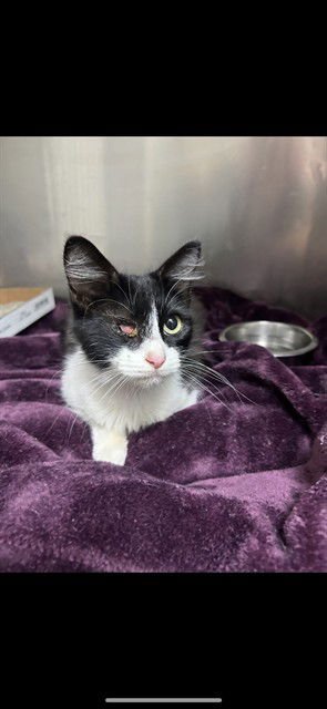 PEEKABOO - Domestic Medium Hair available for adoption