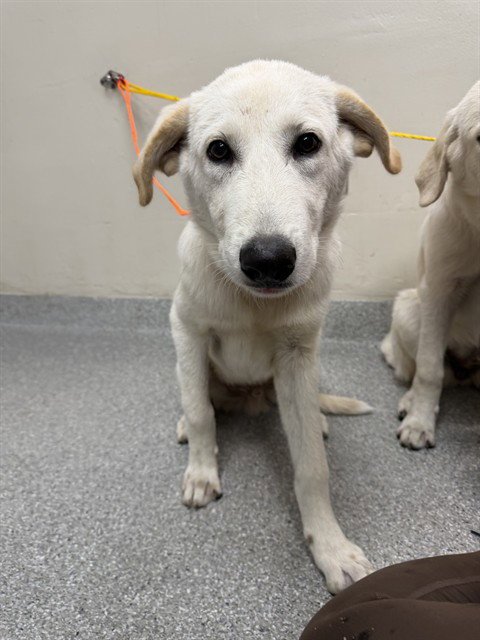 LOBITO - Great Pyrenees / Labrador Retriever available for adoption