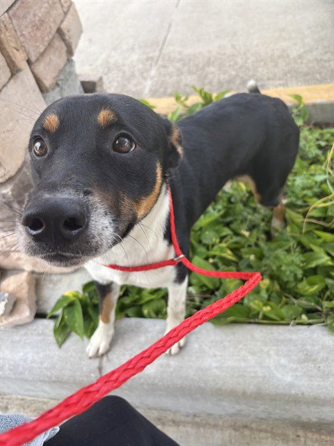 HEFLEY - German Shepherd Dog available for adoption