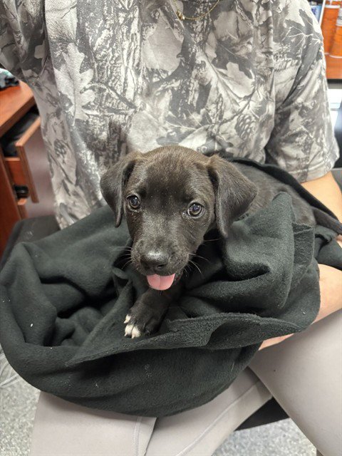 A183985 - American Pit Bull Terrier available for adoption