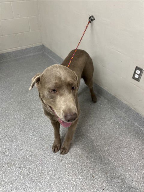 MURPHY - Weimaraner / Labrador Retriever available for adoption
