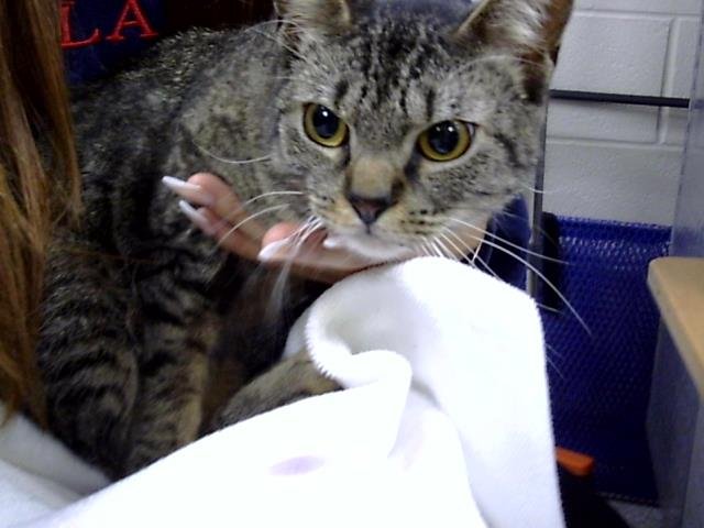 TABBY - Domestic Short Hair available for adoption