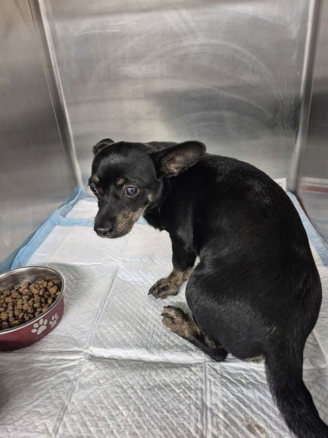 GIGI - Chihuahua available for adoption