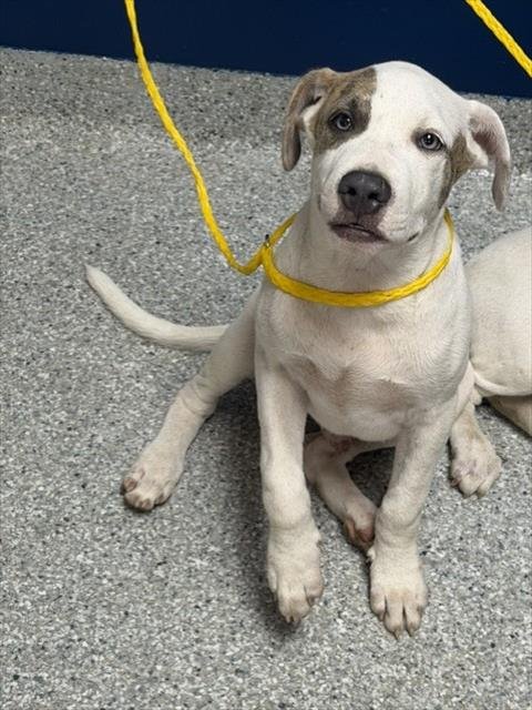 A187230 - American Pit Bull Terrier available for adoption