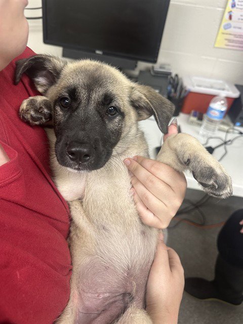 A187024 - German Shepherd Dog available for adoption