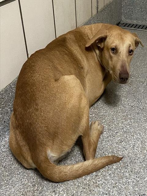 JUNIE - Labrador Retriever available for adoption