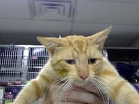 AMOS - Photo 1