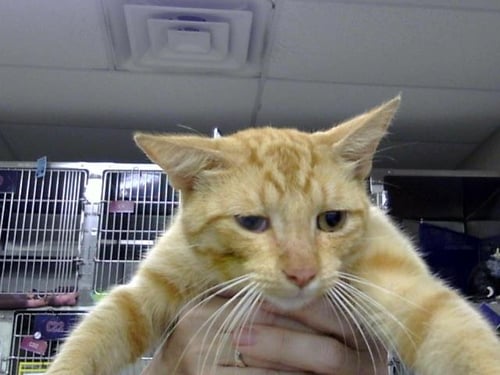 AMOS - Domestic Short Hair for adoption in Pearland