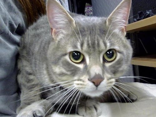 A187955 - Domestic Short Hair available for adoption
