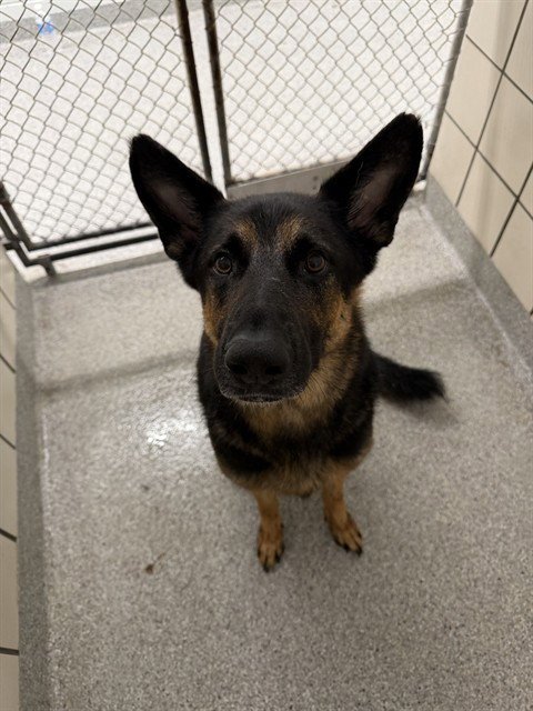 DUKE - German Shepherd Dog for adoption in Pasadena