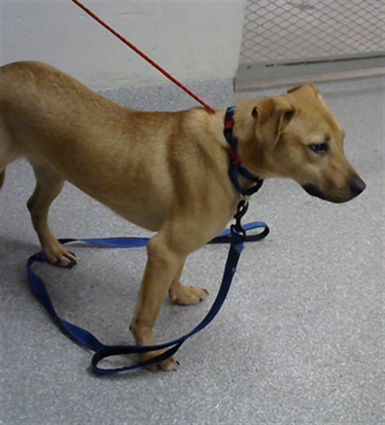 MILLEN - Labrador Retriever available for adoption