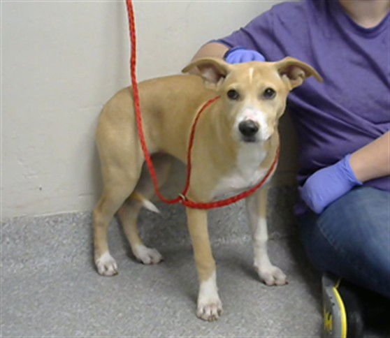 PEACHES - Labrador Retriever available for adoption