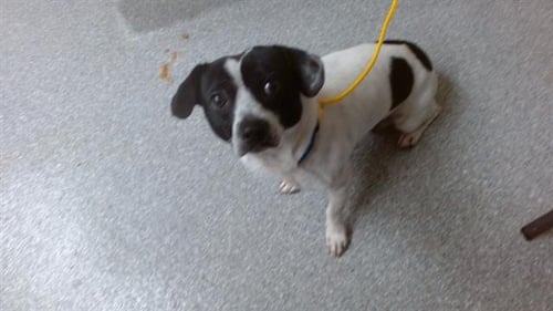 CLOONEY - Chihuahua for adoption in Pasadena