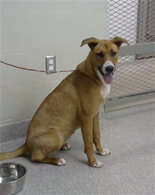 ASIA - Carolina Dog available for adoption