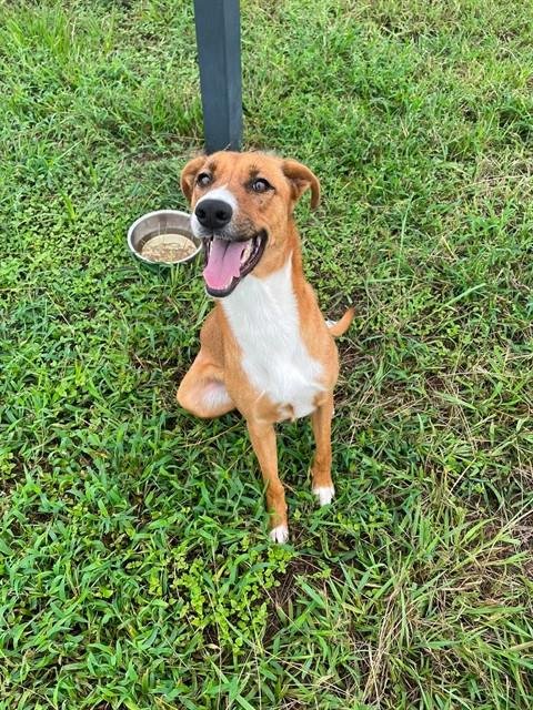 ASIA - Carolina Dog available for adoption