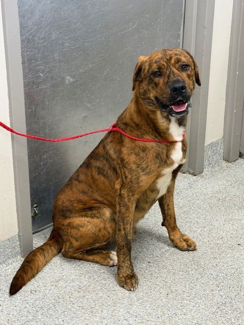 LOKI - American Pit Bull Terrier available for adoption