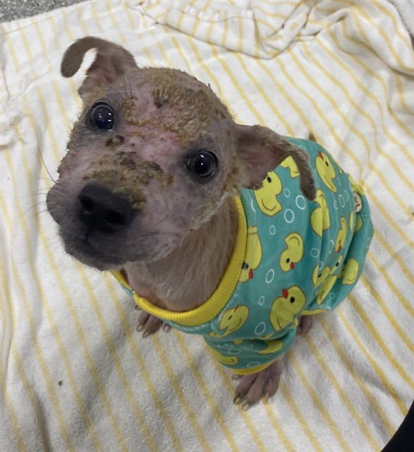 VALOR - Labrador Retriever available for adoption