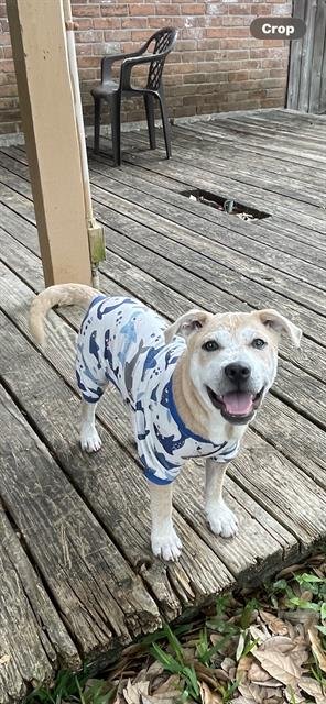 VALOR - Labrador Retriever available for adoption