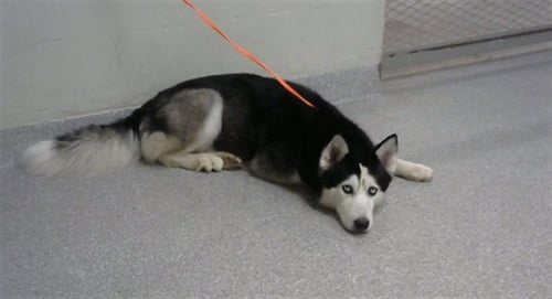 BRANDI - Siberian Husky available for adoption
