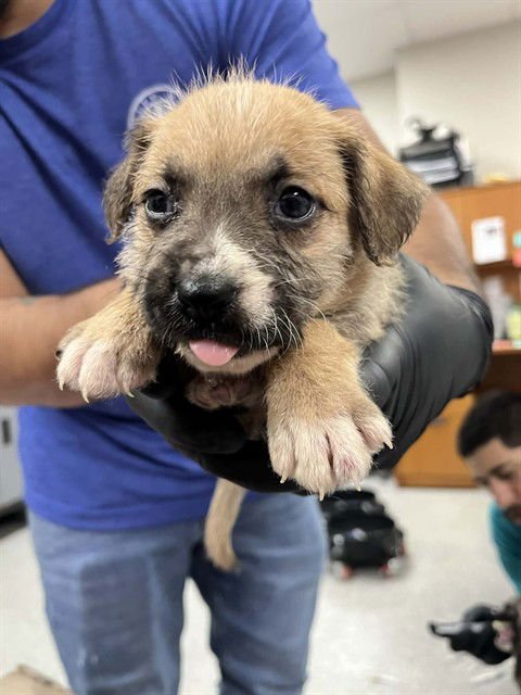 GINNY - Cairn Terrier available for adoption
