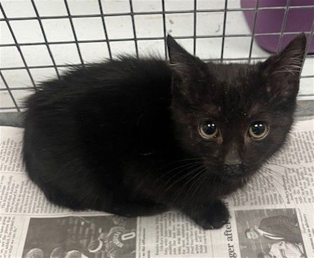 A182428 - Domestic Short Hair available for adoption