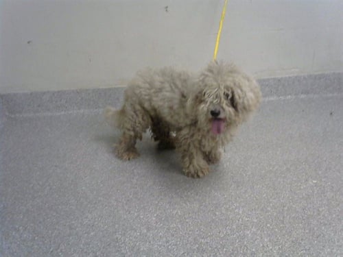 A187736 - Poodle (Miniature) available for adoption