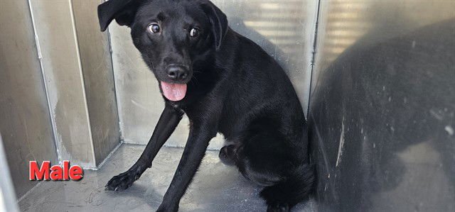 BOO - Labrador Retriever available for adoption