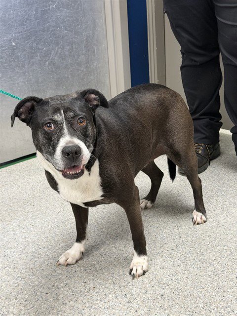 KALEIGHSI - American Staffordshire Terrier / Labrador Retriever available for adoption