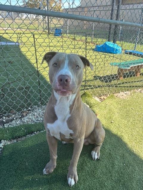 TATER - American Pit Bull Terrier available for adoption