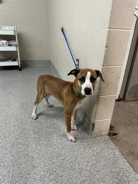 A187440 - Labrador Retriever available for adoption
