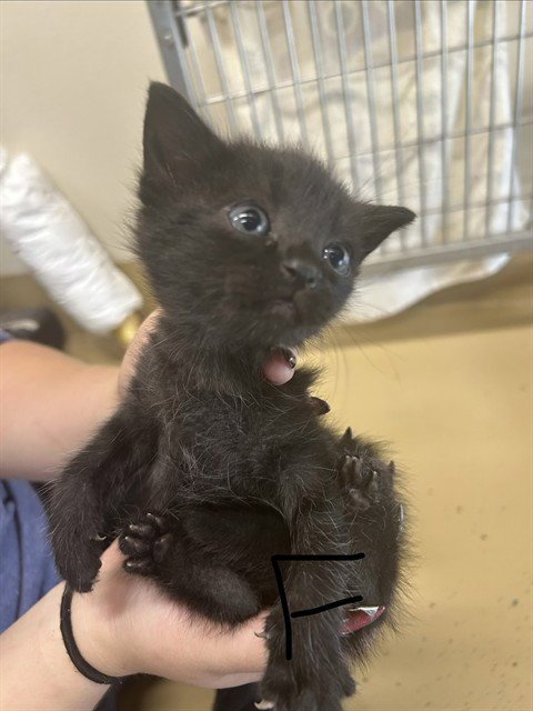 A186522 - Domestic Medium Hair available for adoption