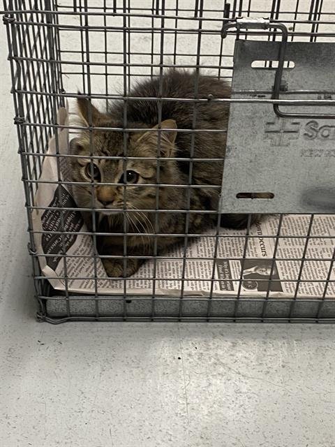 A182693 - Domestic Medium Hair available for adoption