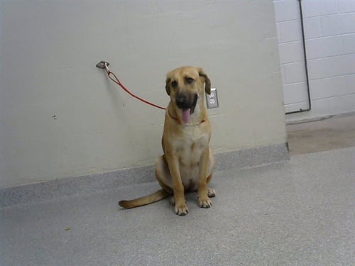 A186988 - German Shepherd Dog available for adoption