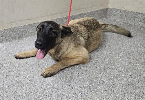 A184045 - Belgian Shepherd Malinois available for adoption