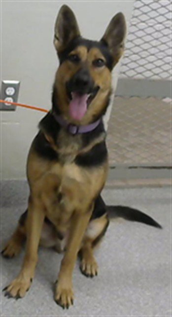 ATLAS - German Shepherd Dog available for adoption