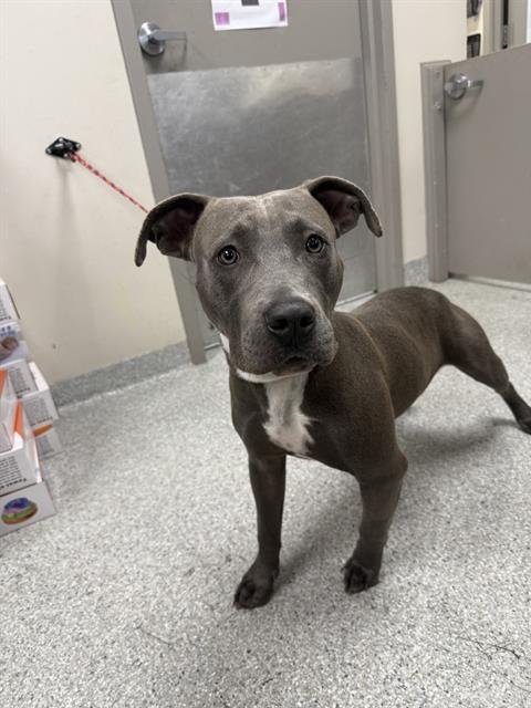 BBQ - American Staffordshire Terrier available for adoption