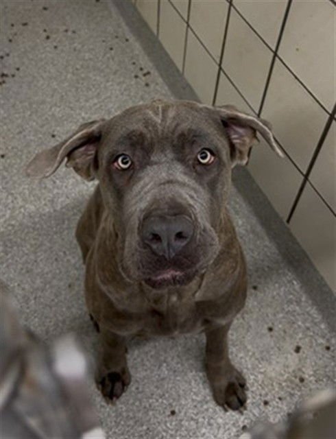 LATTO - Cane Corso Mastiff available for adoption
