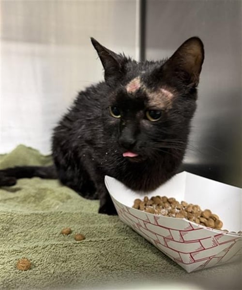 A184687 - Domestic Short Hair available for adoption