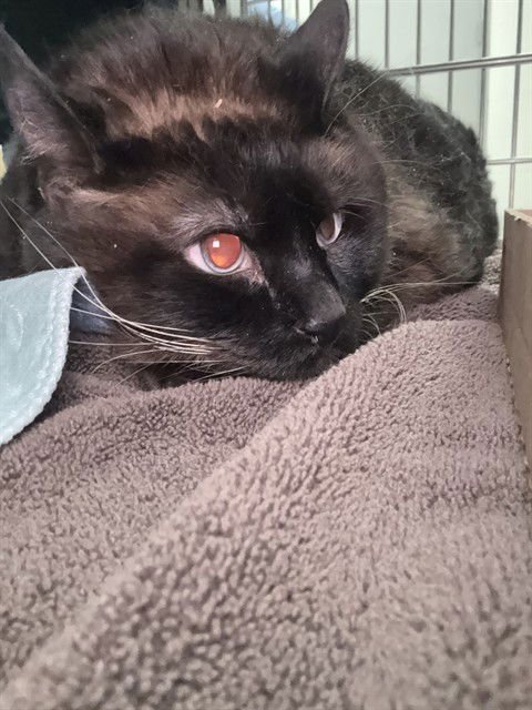 PAPI - Siamese available for adoption