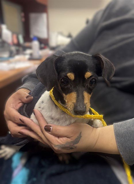 BELLA - Chihuahua available for adoption