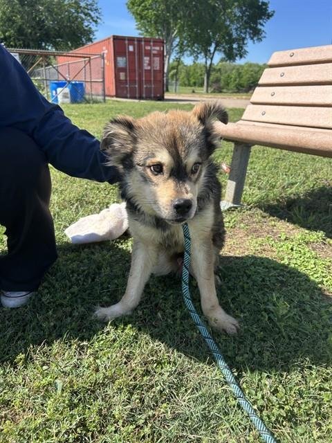 SCOOTER - Siberian Husky available for adoption